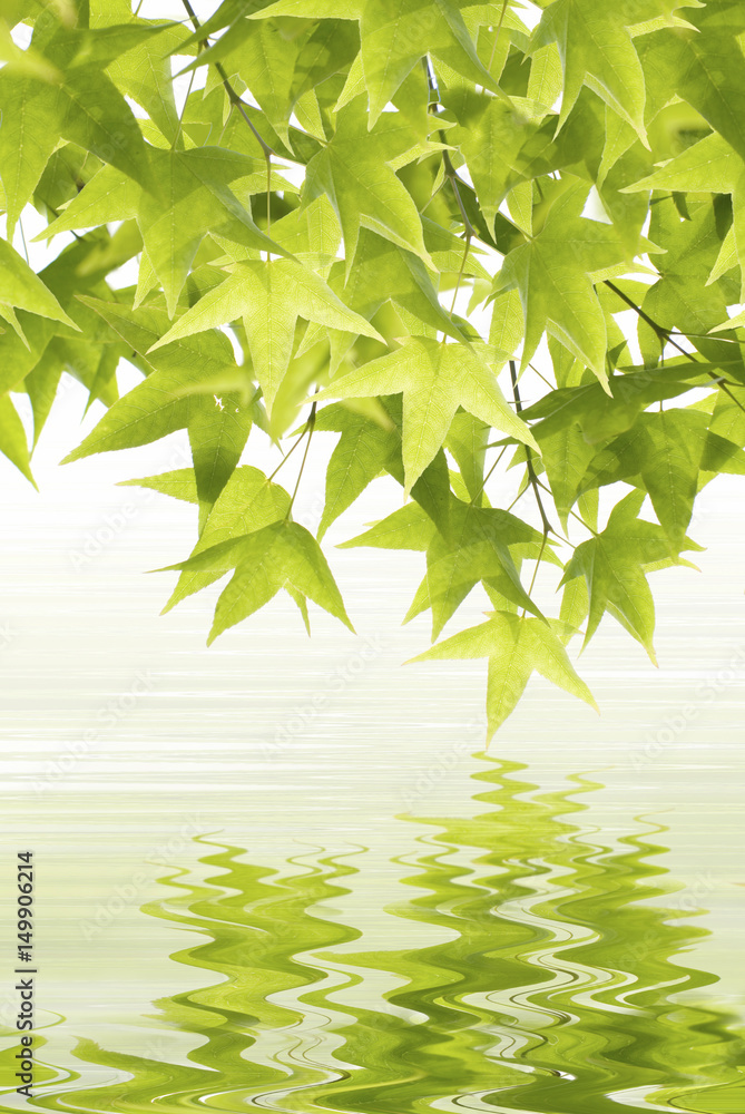 Obraz premium Green leaves reflection