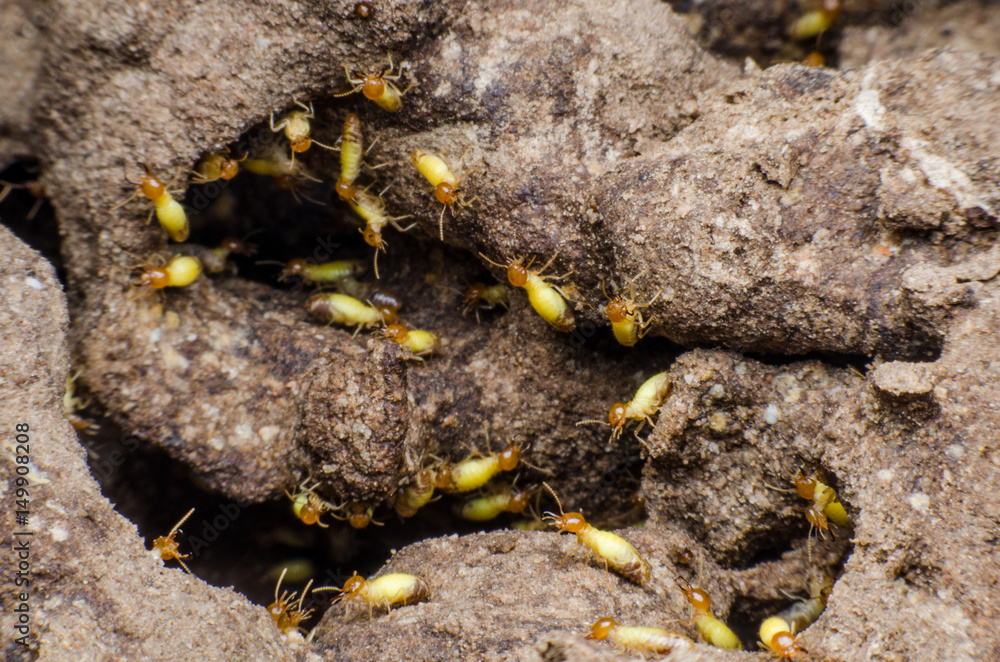 termite termite