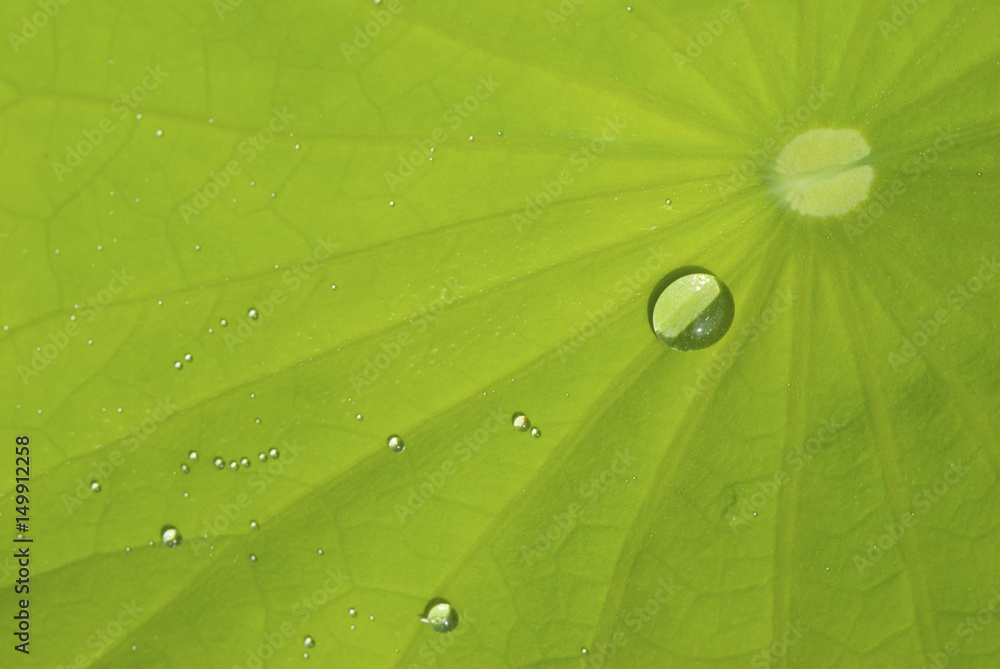 leaf of waterlily with dew leaf of waterlily with dew