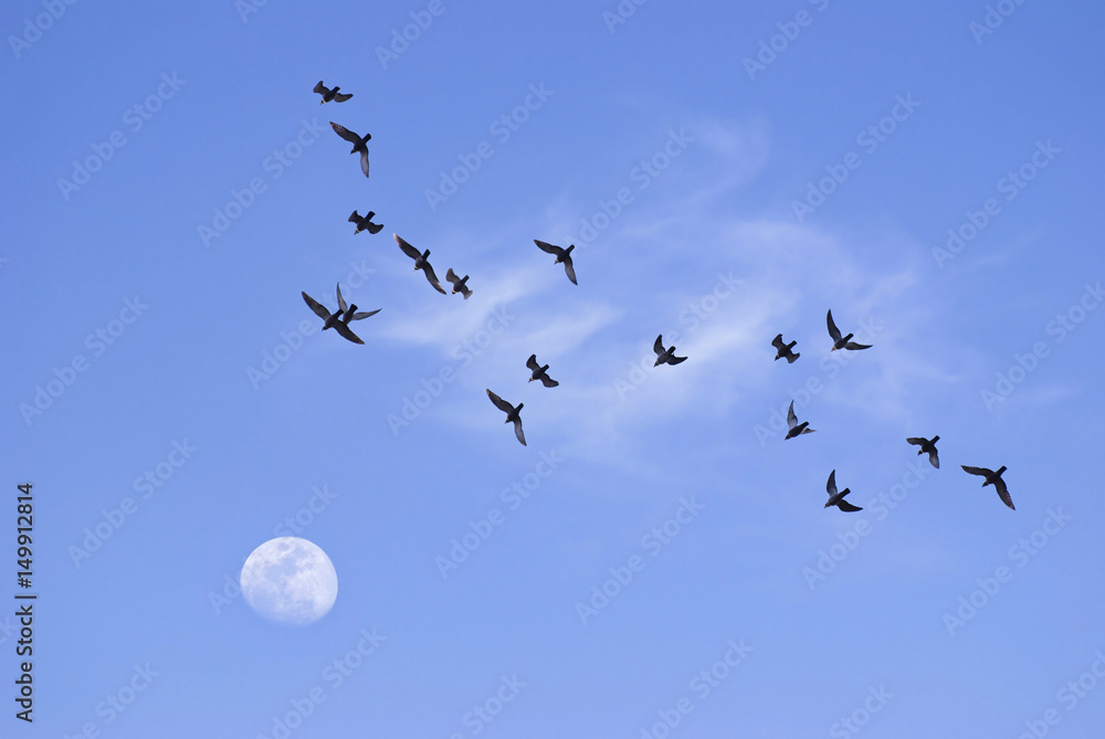 Fototapeta premium Birds flying toward the moon
