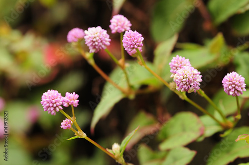 Small pink flowers