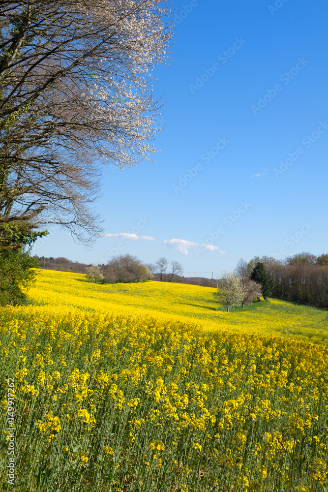 Blossom trees in rapeseed field
