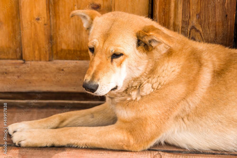 The dog sad lying on a wood The dog sad lying on a wood