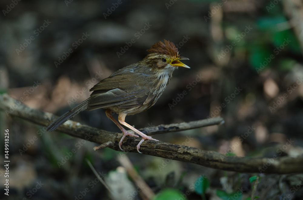 Obraz premium Beautiful bird Puff-throated Babbler in nature
