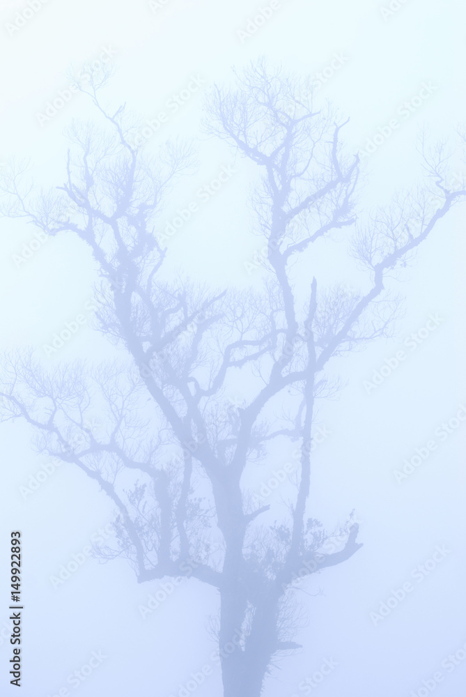 bald tree in winter under deep fog