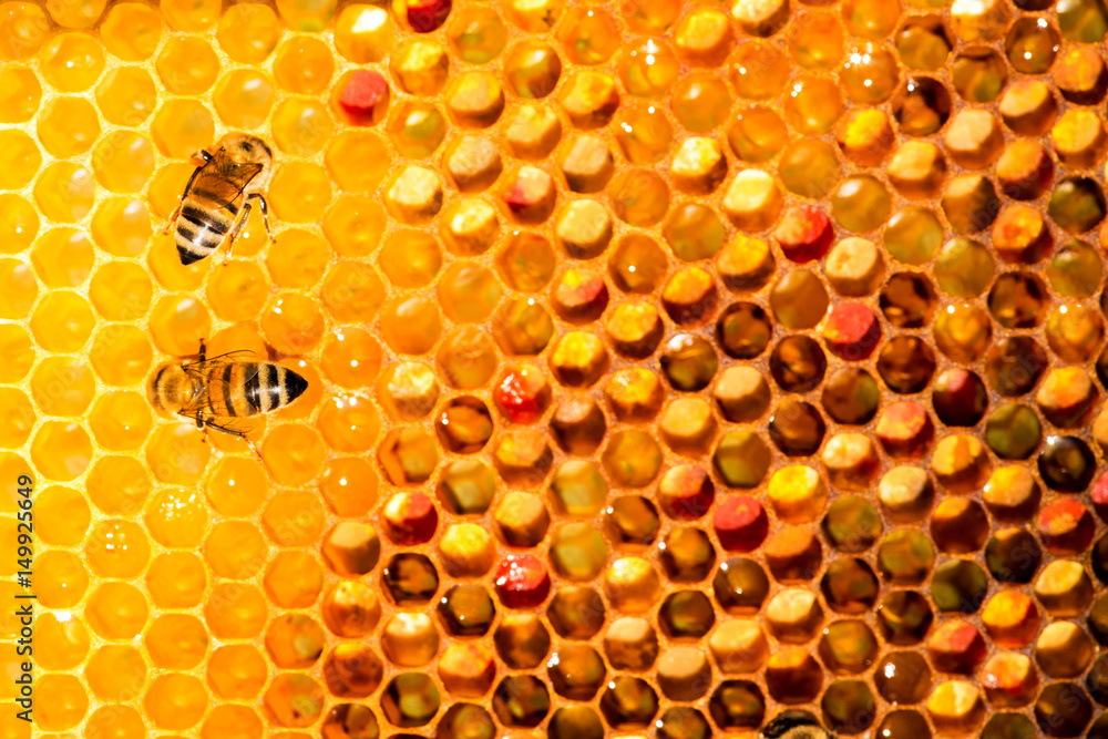 closeup of bees on honeycomb in apiary closeup of bees on honeycomb in apiary