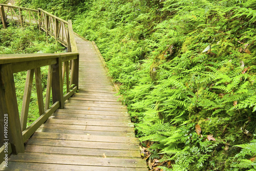 Wooden walkway into the forest