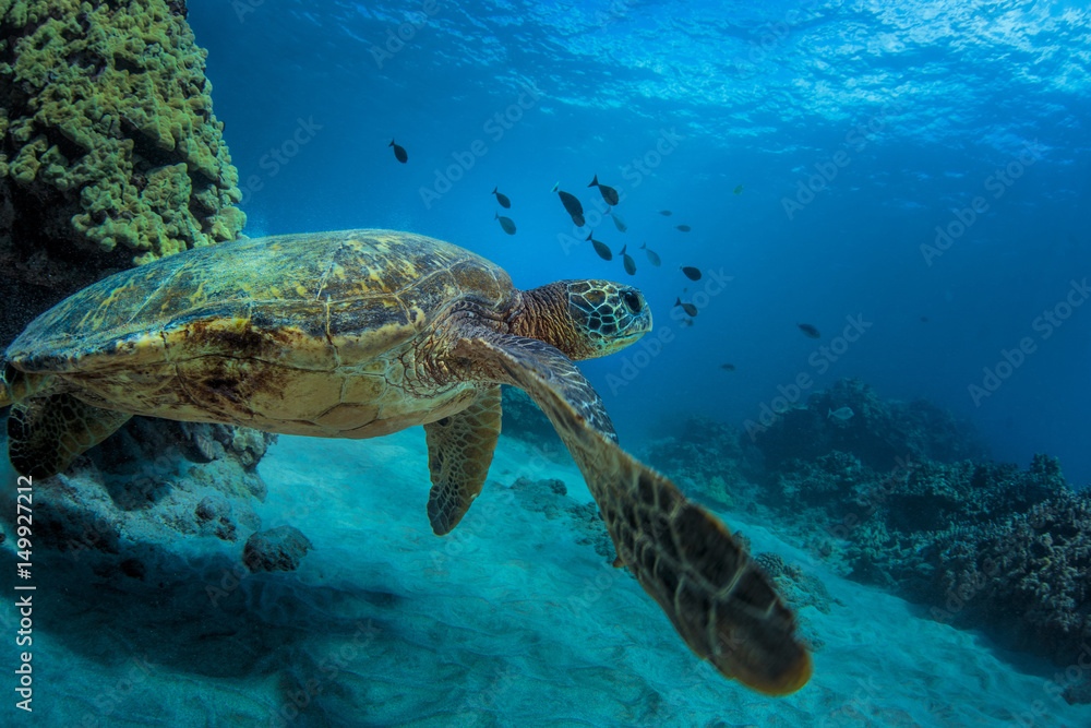 A Turtle underwater in blue ocean. Sea wildlife with tropical corals and fish.