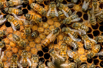Acrylglasbilder Biene Bienenkönigin im Schwarm auf Wabe  © diyanadimitrova