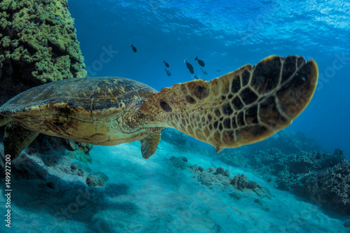 Sea turtle in natural habitat. Ocean wildlife animal underwater. Coral reef with fish