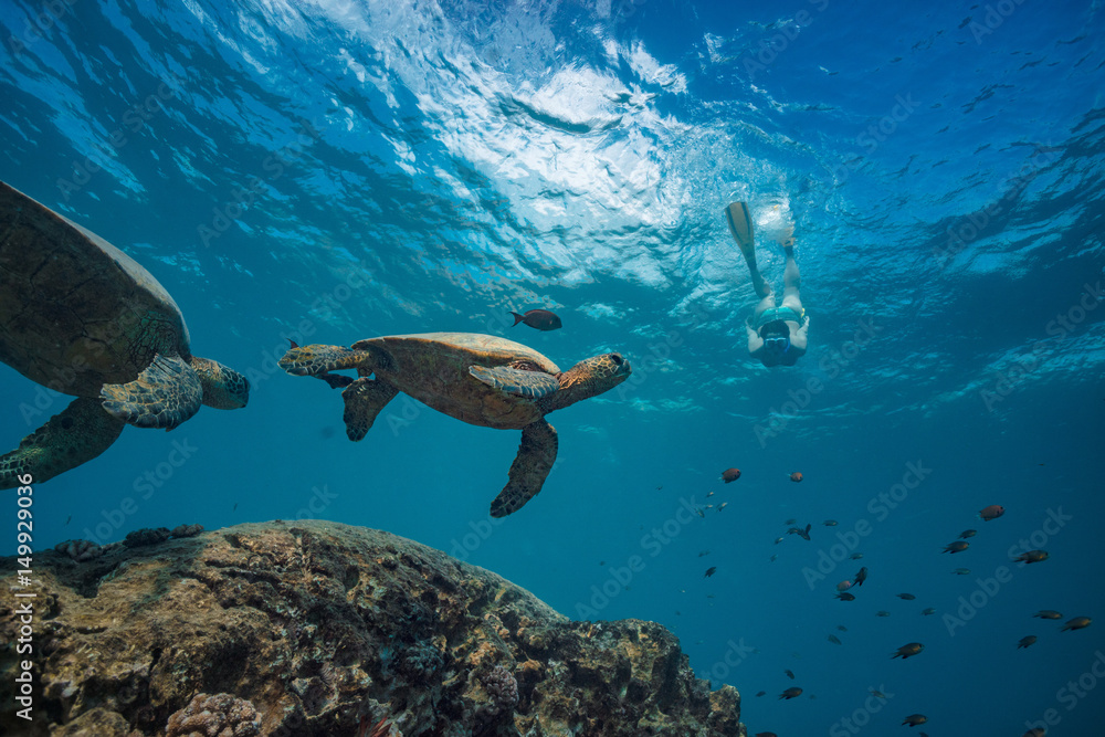 A snorkel girl diving to watch sea turtles in natural habitat. Pacific ocean wildlife scenery