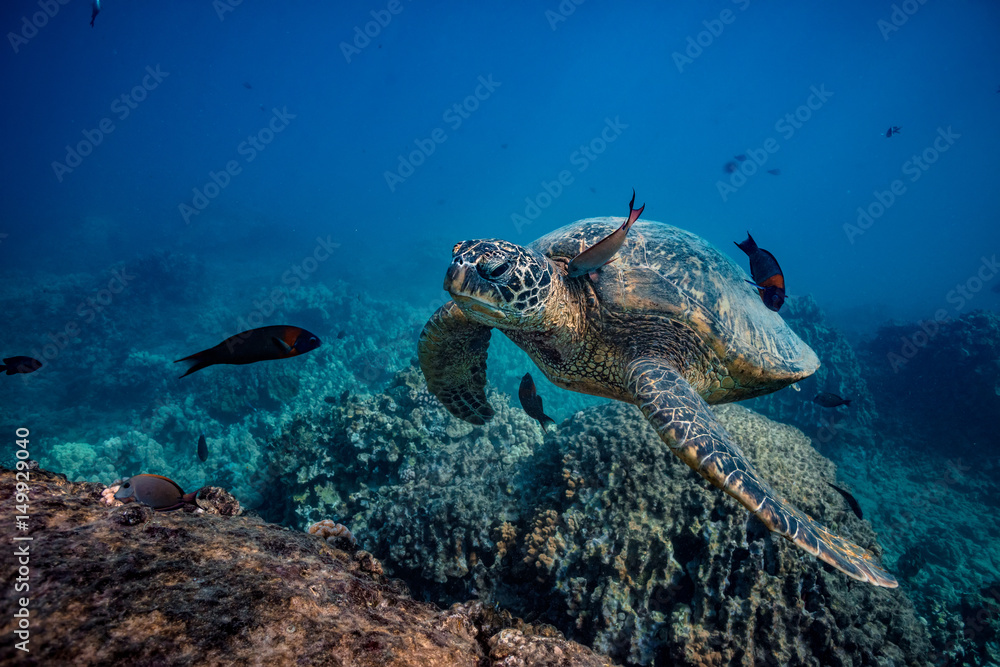 Obraz premium Sea turtle stopping to swim at clean station. A fish cleaning skin underwater