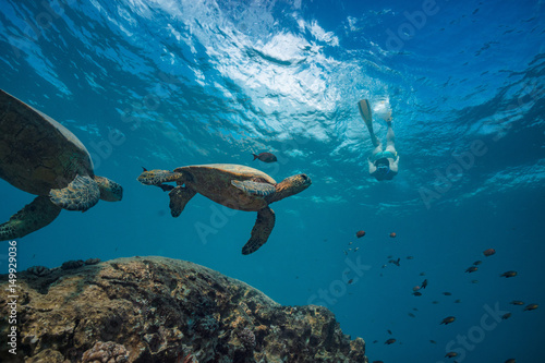 A snorkel girl diving to watch sea turtles in natural habitat. Pacific ocean wildlife scenery © willyam