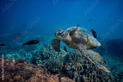 Sea turtle stopping to swim at clean station. A fish cleaning skin underwater
