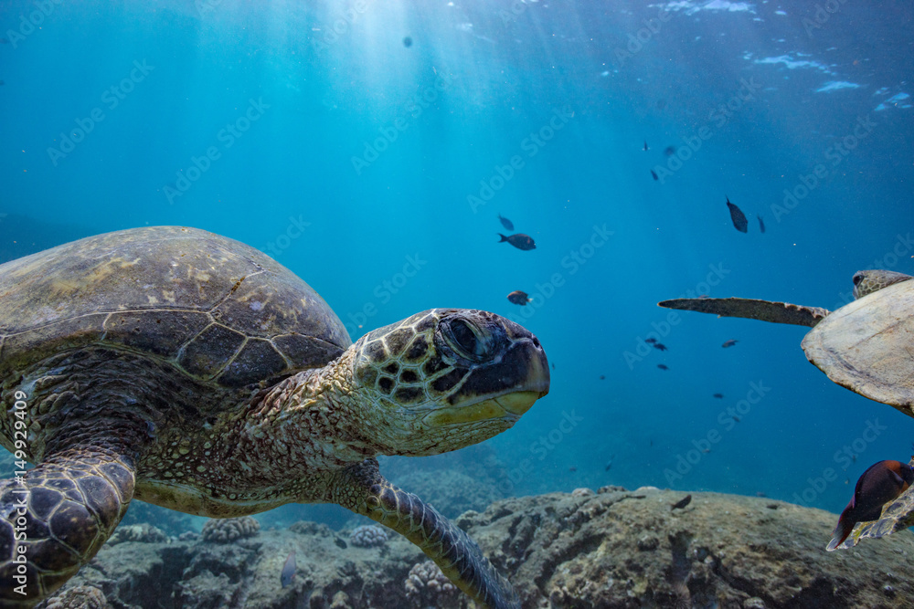 Obraz premium Turle in underwater environment with fish and blue world at background discovered