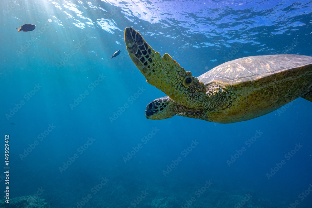 Obraz premium Turle in underwater environment with fish and blue world at background discovered