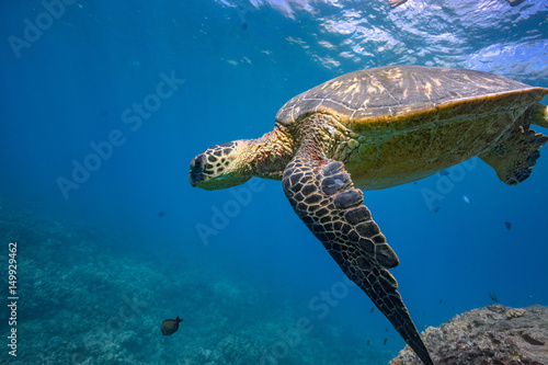 Turle in underwater environment with fish and blue world at background discovered