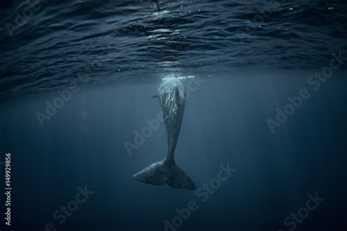 Obraz na płótnie Sperm whale underwater view from back