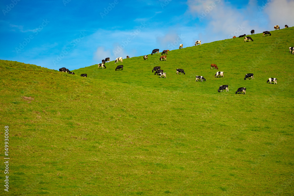 Herd of Cows in a pasture on green grass at hills. Country side landscape with blue sky and clear field. A lot of copy space at the lower part of image