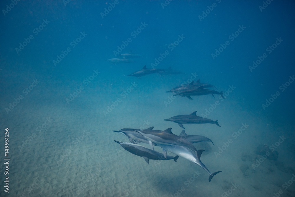Obraz premium Wild dolphins underwater in deep blue ocean