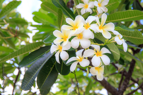 Frangipani Flower