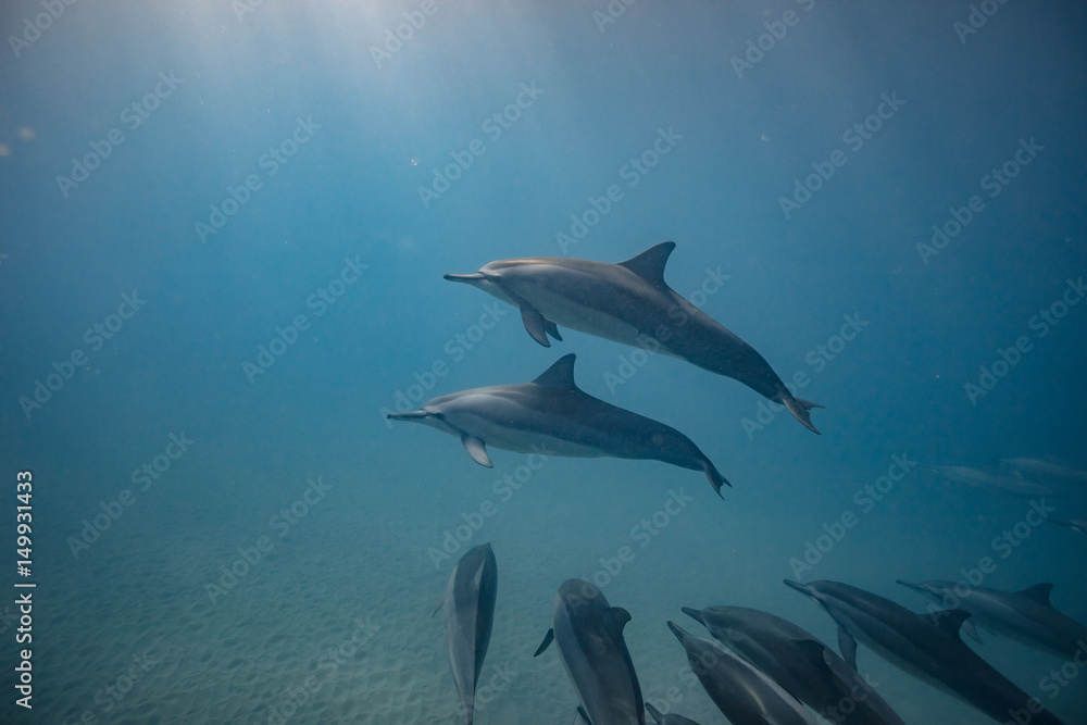 Fototapeta premium Wild dolphins underwater in deep blue ocean