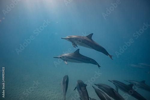 Wild dolphins underwater in deep blue ocean © willyam