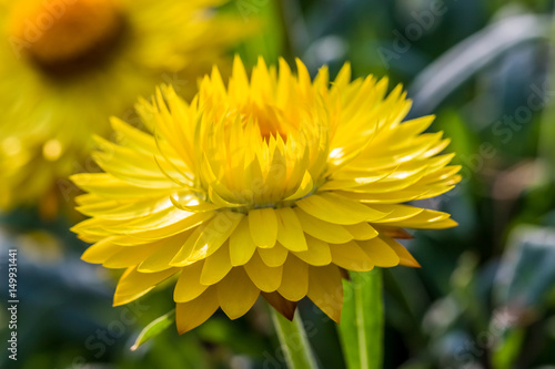 Yellow Flower