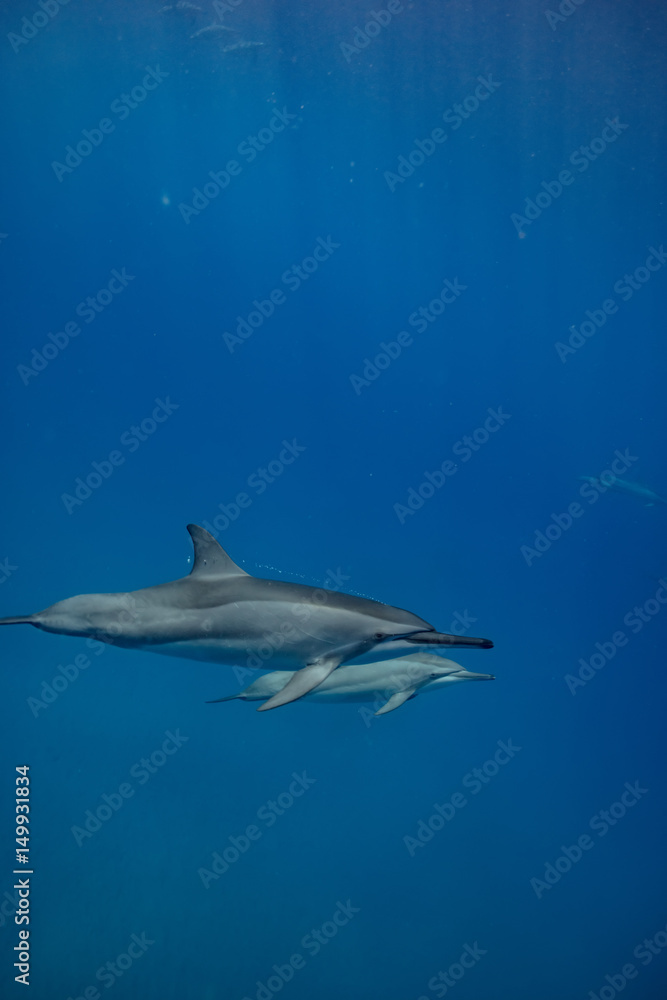 Two spinner dolphins in deep blue water. Wild aquatic animals underwater in natural habitat