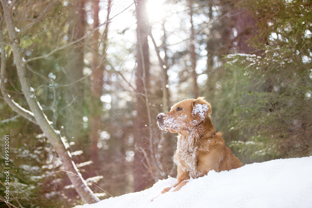 Golden Retriever auf Schnee im Wald