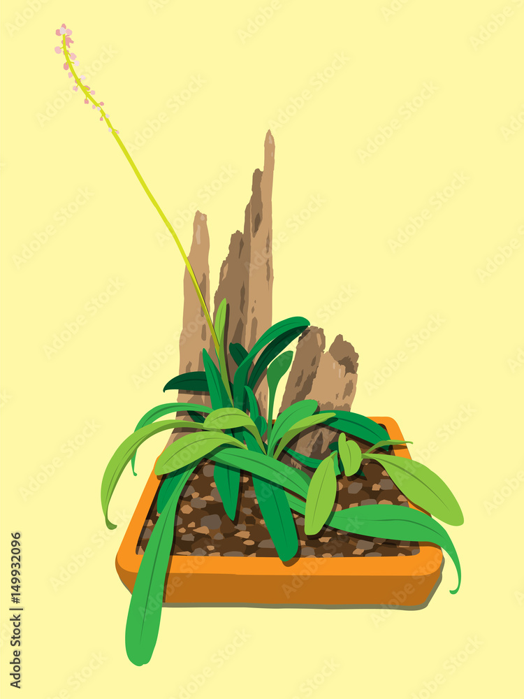 Obraz premium Ornamental_Plant