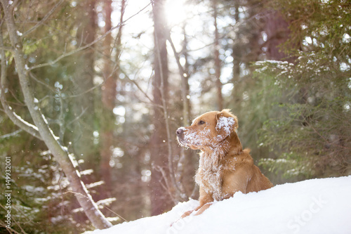 Fototapeta Naklejka Na Ścianę i Meble -  Golden Retriever auf Schnee im Wald