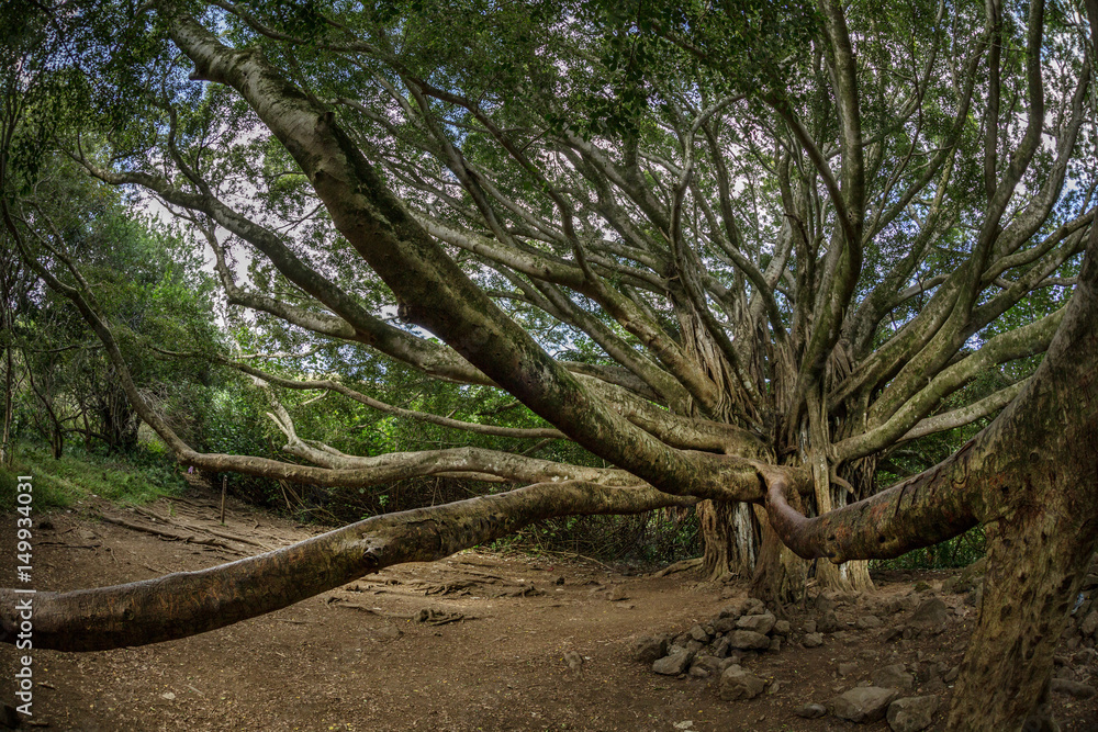 Obraz premium Tree in a jungle