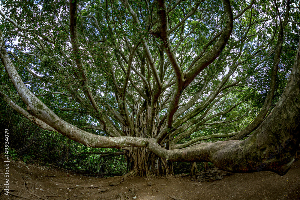 Tree in a jungle Tree in a jungle