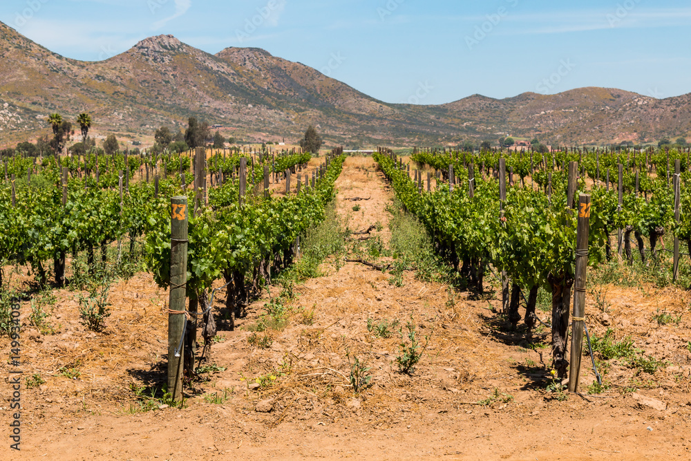 Rows of grapes growing in Ensenada in Baja California, with a mountain range in the background.  