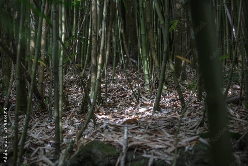 Bamboo forest natural background Bamboo forest natural background