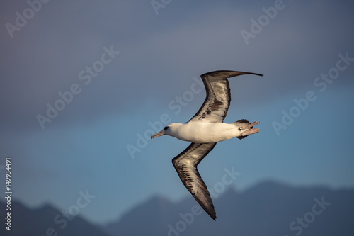 Laysan Albatross in fly photo