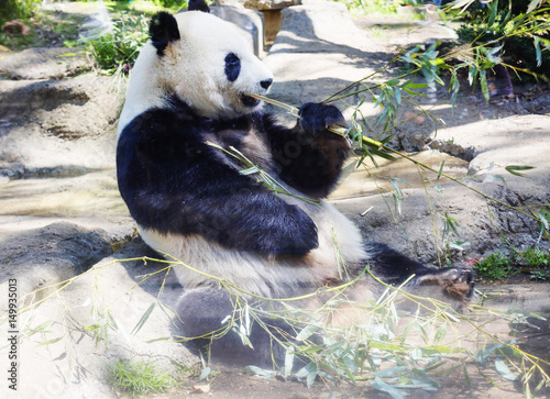 Большая панда или белая панда или бамбуковый медведь