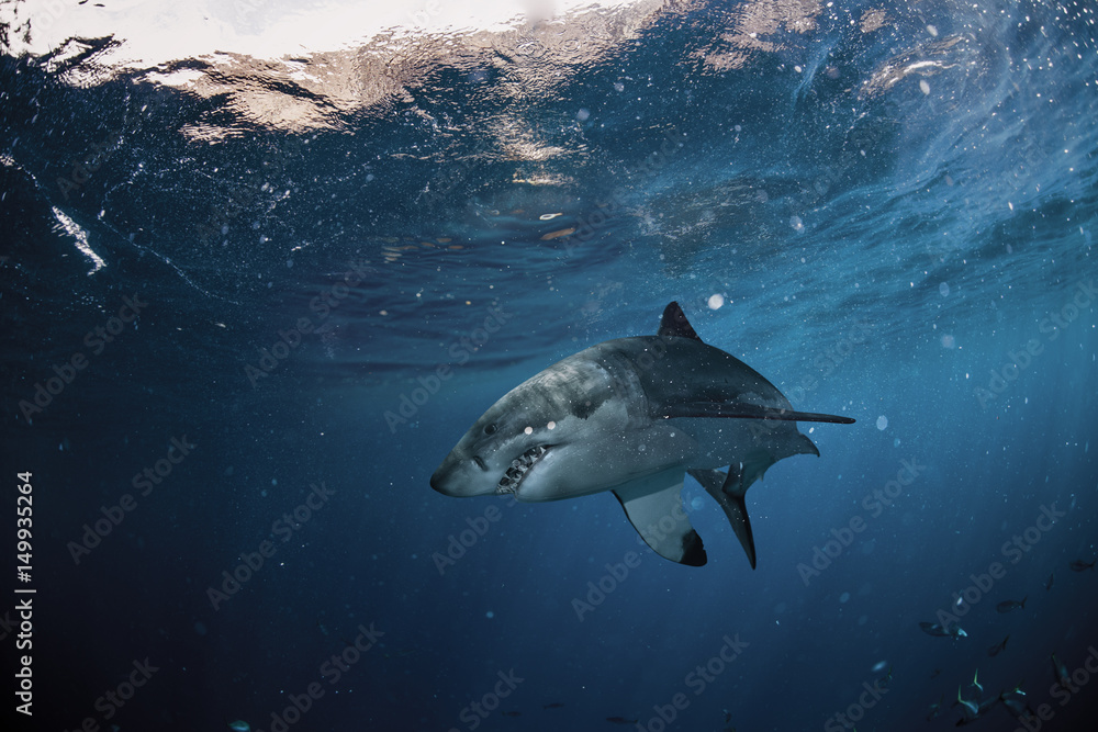 Fototapeta premium Shark
