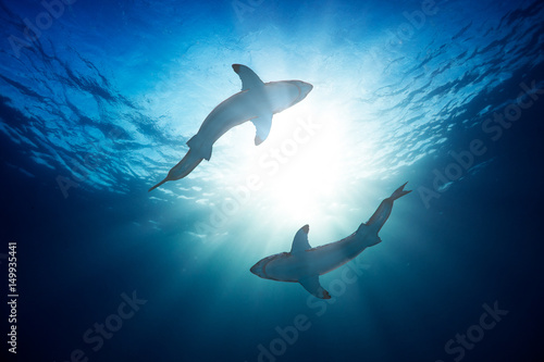 Fototapeta Great white sharks by watersurface view from bottom
