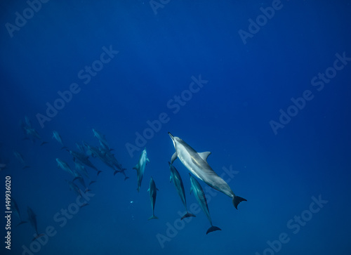 Pod of spinner sea dolphins underwater in deep blue water of Pacific ocean