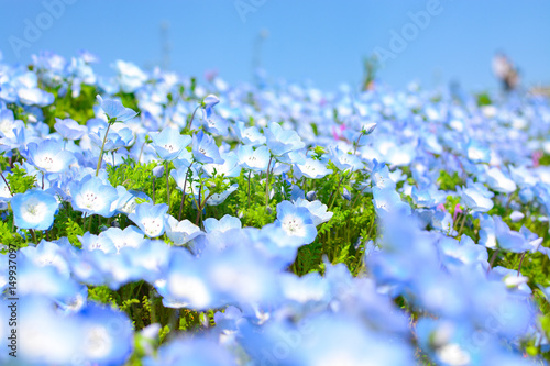 Lovely baby blue eyes nemophila flowers in spring, the focus is on the center of the image photo