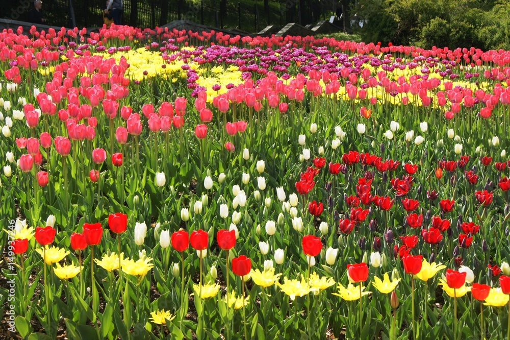  Field of multi-colored tulips, red white tulips yellow orange spring pink