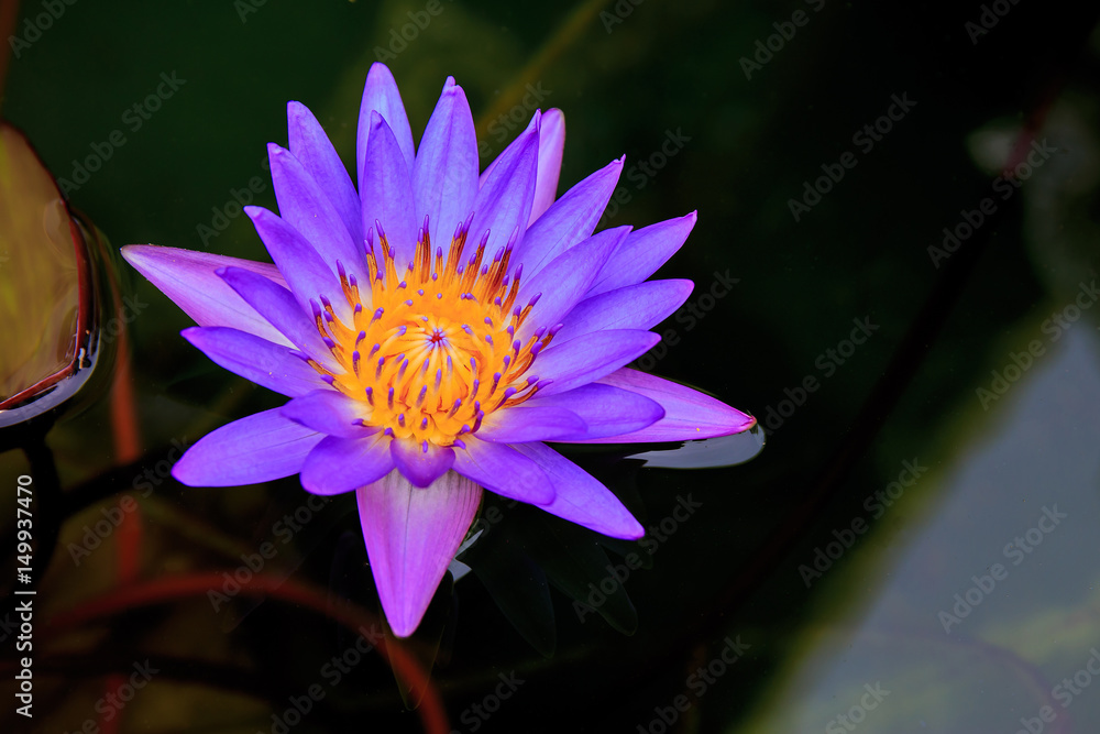 purple or violet lotus flower in swamp water. purple or violet lotus flower in swamp water.
