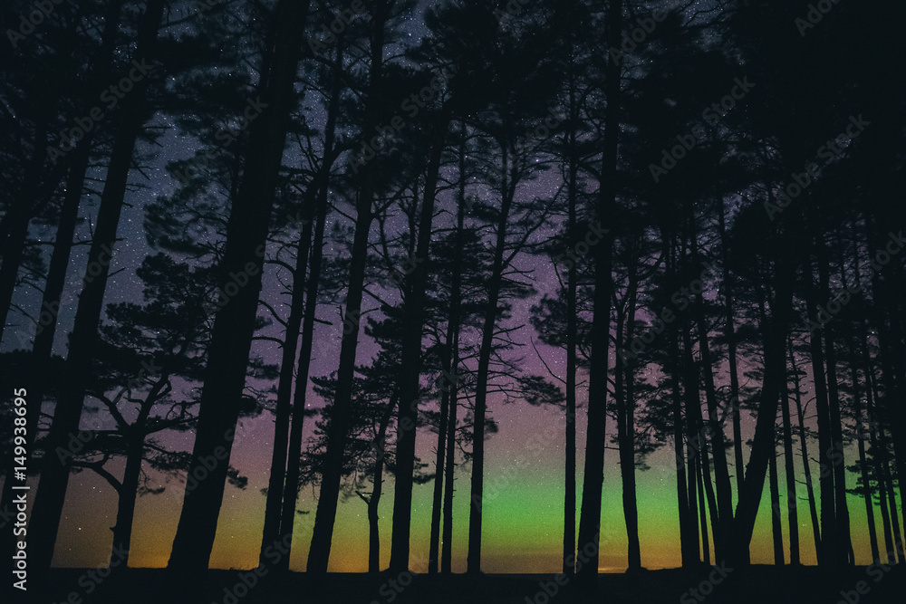 Silhouettes of pine trees against night sky Silhouettes of pine trees against night sky