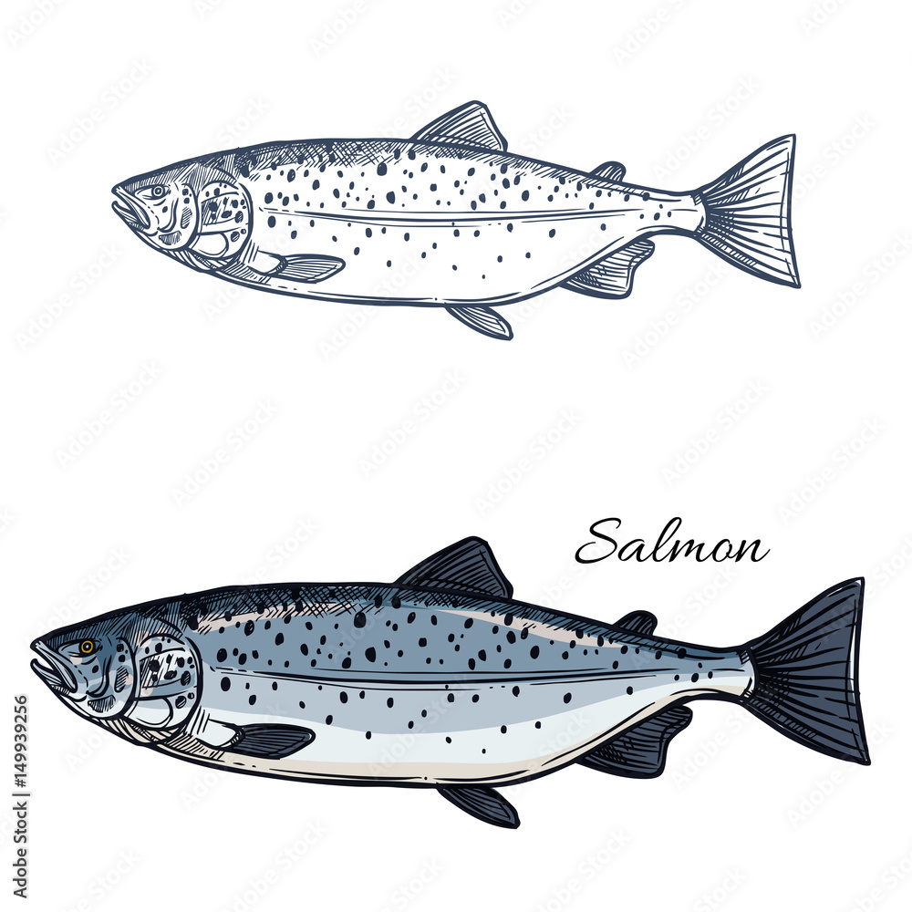 Naklejka premium Salmon fish vector isolated sketch icon