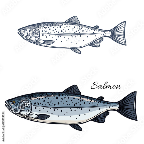 Salmon fish vector isolated sketch icon