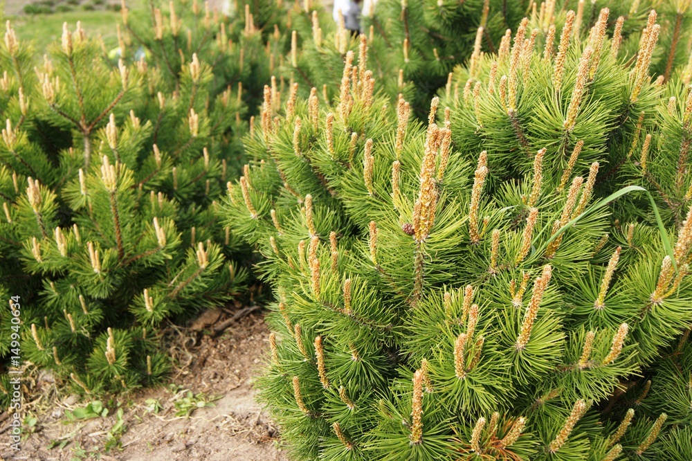 Spruce in the spring, a small pine Spruce in the spring, a small pine