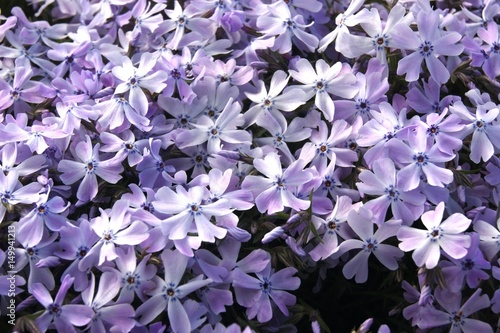 Lily phlox  carpet of flowers