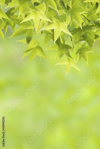 Newborn green Leaves